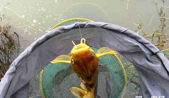 黃蜂魚 黃蜂魚養(yǎng)殖技術(shù)