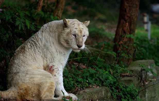 楊家坪動(dòng)物園 2020重慶動(dòng)物園門(mén)票地址開(kāi)放時(shí)間及游玩攻略