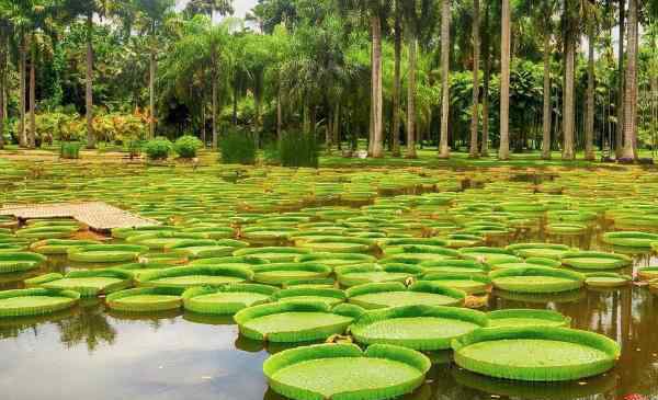 名樹園 2020中國科學(xué)院西雙版納熱帶植物園旅游攻略 中國科學(xué)院西雙版納熱帶植物園有哪些景點