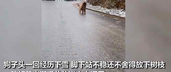 好萌！狗狗叼著樹枝一路打滑奔向主人 完美演繹“跌跌撞撞奔向你”