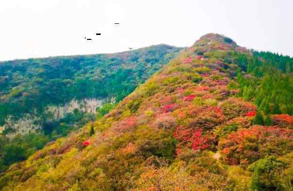 原山國家森林公園 2020原山國家森林公園門票開放時間及主要景點