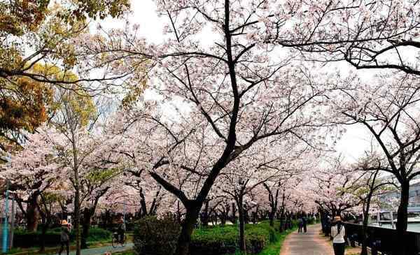 上海顧村公園門票 上海顧村公園門票預(yù)約-如何預(yù)約-攻略信息