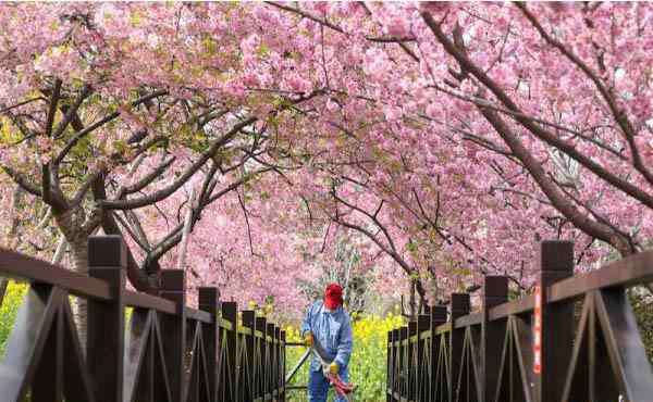 上海顧村公園門票 上海顧村公園門票預(yù)約-如何預(yù)約-攻略信息