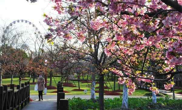 上海顧村公園門票 上海顧村公園門票預(yù)約-如何預(yù)約-攻略信息