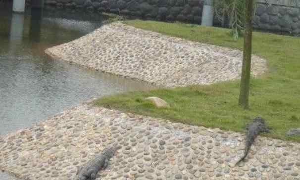 長沙生態(tài)動物園地址 2020長沙生態(tài)動物園旅游攻略 門票交通景點(diǎn)介紹