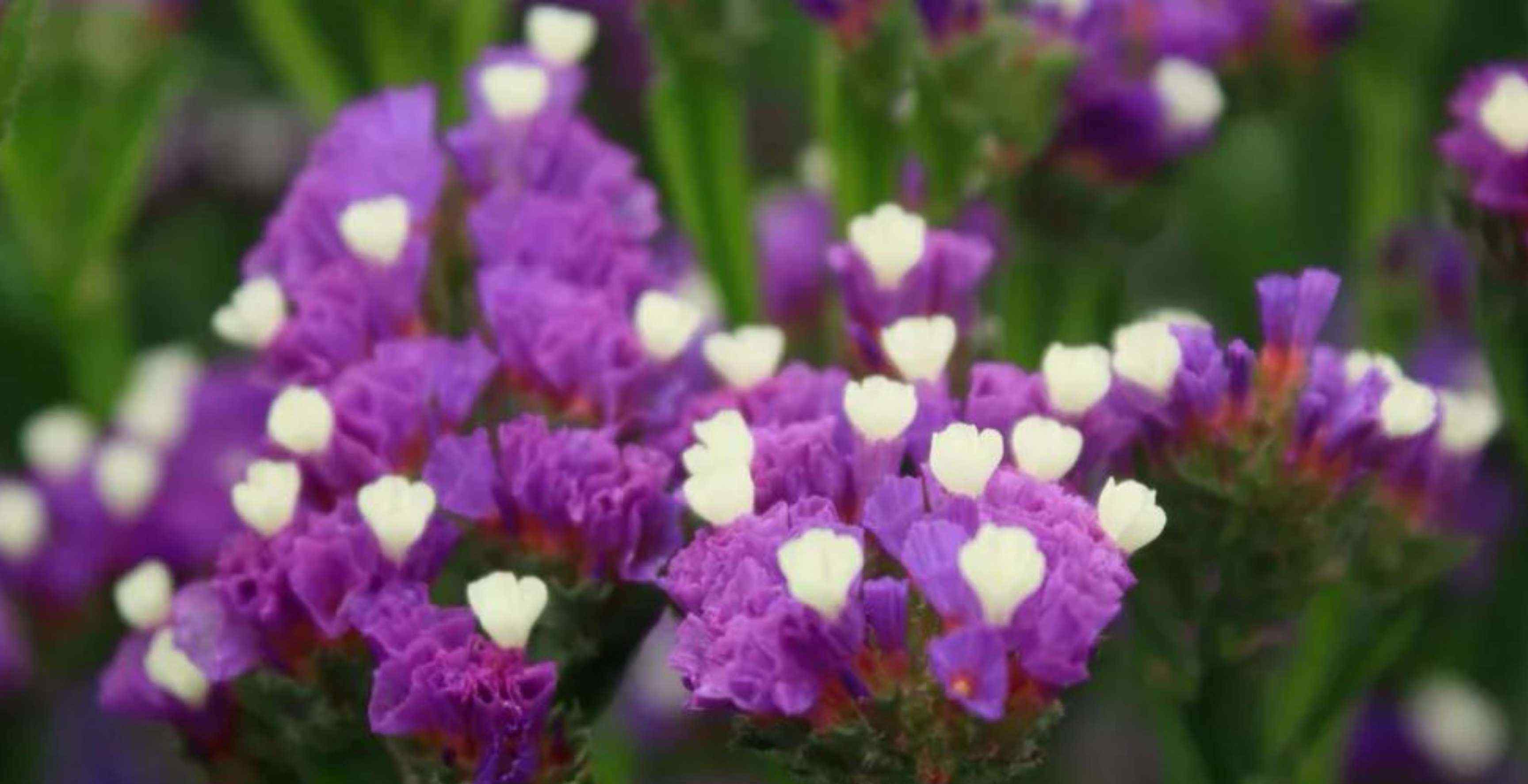 高山紫菀 園林常用藍(lán)紫色系草花合集