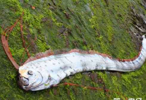 地震魚為什么叫地震魚 皇帶魚為什么叫地震魚？皇帶魚能預(yù)測地震？