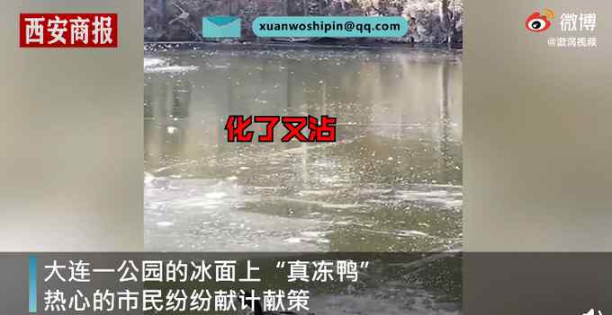 “真凍鴨”！大連一公園鴨子被凍在冰面上一動(dòng)不動(dòng) 網(wǎng)友：心疼又好笑