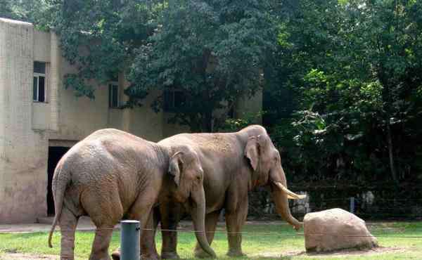 楊家坪動物園 2020重慶動物園門票地址開放時間及游玩攻略