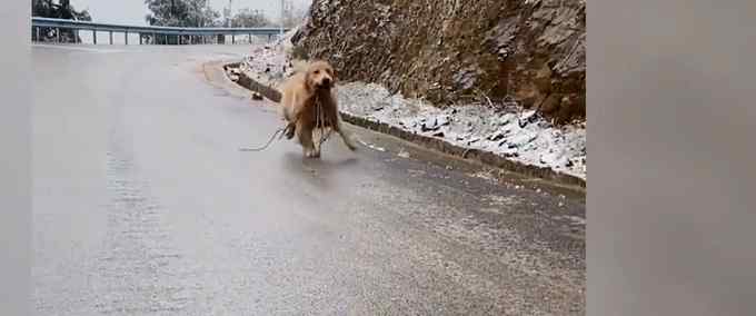 好萌！狗狗叼著樹枝一路打滑奔向主人 完美演繹“跌跌撞撞奔向你”