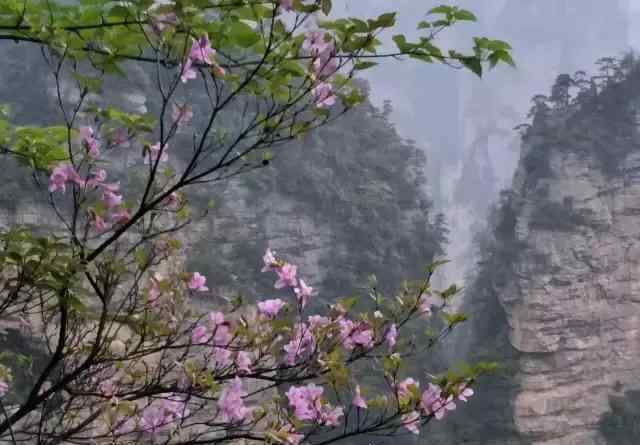 黃石寨 黃石寨，美麗的杜鵑花