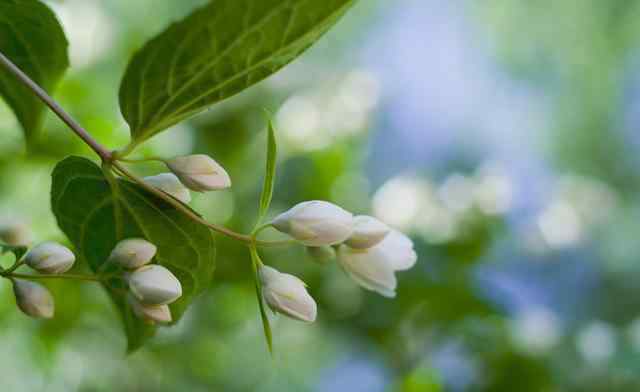 哪種花適合用雞蛋殼肥 雞蛋殼能不能給茉莉花施肥呢，老花匠說雞蛋殼和茉莉花是絕配