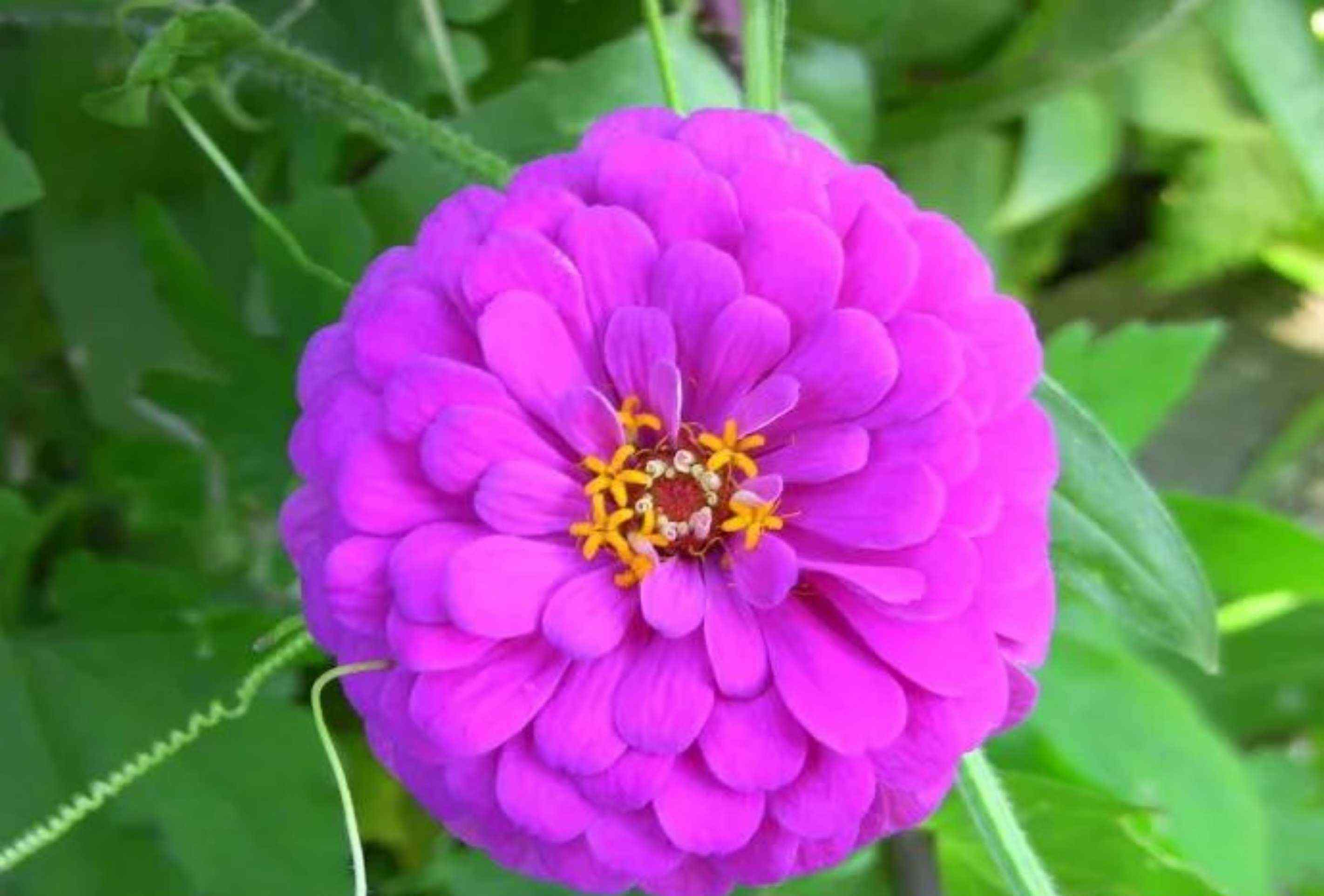 蜂室花 常見粉色系花草