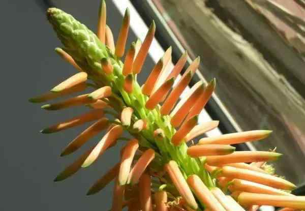 家里蘆薈開(kāi)花好不好 家里種的蘆薈開(kāi)花了，沒(méi)想到暗喻著是這樣的兆頭！你知道嗎？