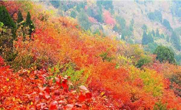 香山紅葉幾月份好看 香山紅葉幾月份最好看+觀賞地點推薦