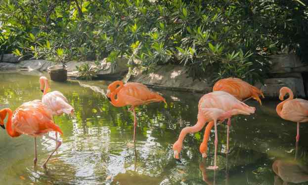 廣州動物園攻略 2020廣州動物園門票交通及景點介紹