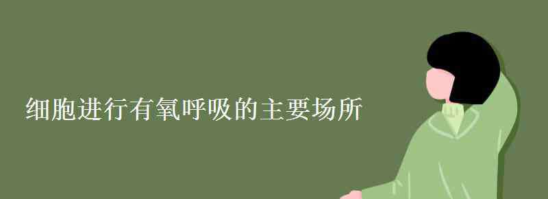 有氧呼吸場所 細胞進行有氧呼吸的主要場所