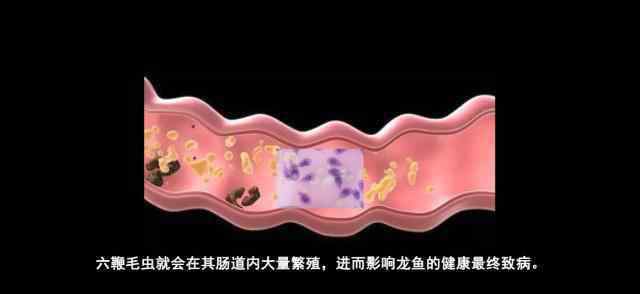 寄生蟲恐怖嗎 寄生蟲這么可怕！注意了，你家龍魚是不是得了寄生蟲病