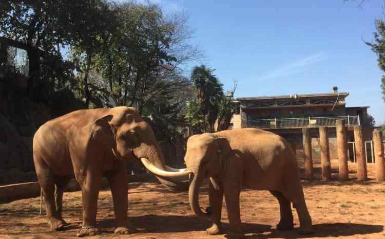 昆明動物園 2020昆明動物園旅游攻略 昆明動物園景點介紹