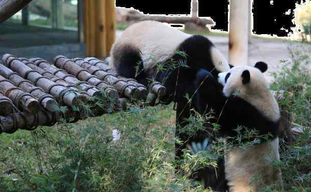 廣州動物園攻略 2020廣州動物園門票交通及景點介紹