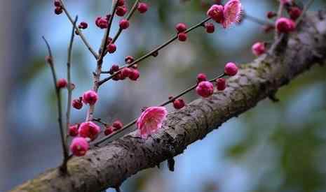 蘇州賞梅 蘇州賞梅好去處 2019蘇州賞梅地點+票價