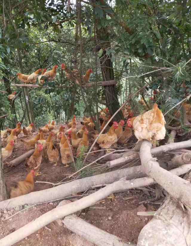 雞流感 雞流行性感冒判斷訣竅