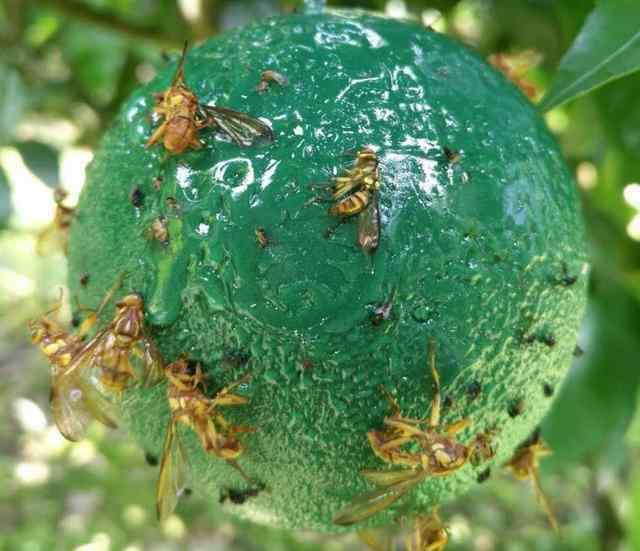 赤眼蜂價(jià)格 家里小菜園不想用農(nóng)藥，5個(gè)低成本小妙招，綠色環(huán)保殺蟲(chóng)效果好