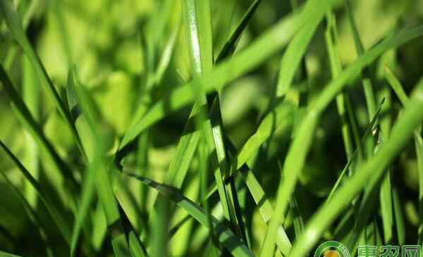 韭菜種植技術(shù) 家庭陽臺(tái)韭菜種植方法步驟，手把手教您種韭菜！