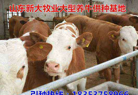 最新肉牛市場價格 佳木斯肉牛市場價格：