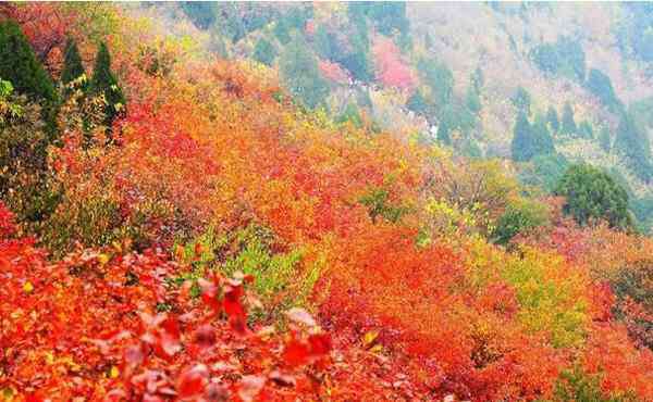 香山紅葉幾月份好看 香山紅葉幾月份最好看+觀賞地點推薦