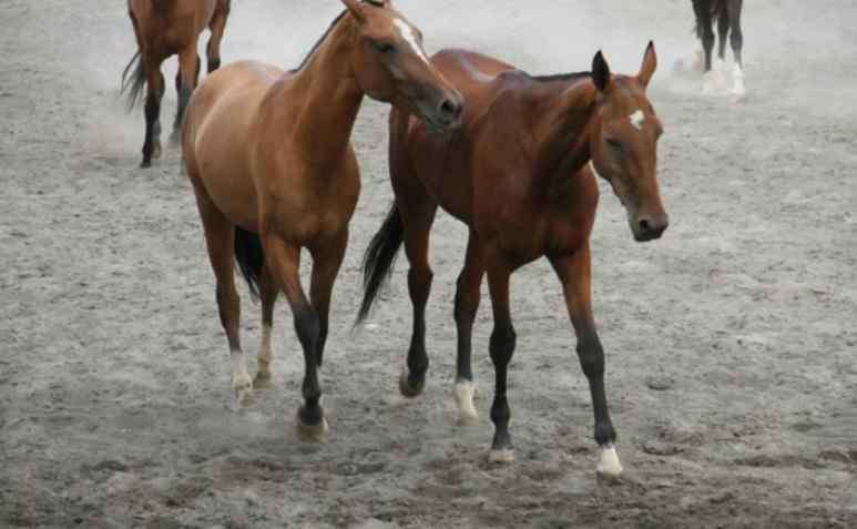 馬交配全過(guò)程 美女給馬交配全過(guò)程曝光：先取精后受孕