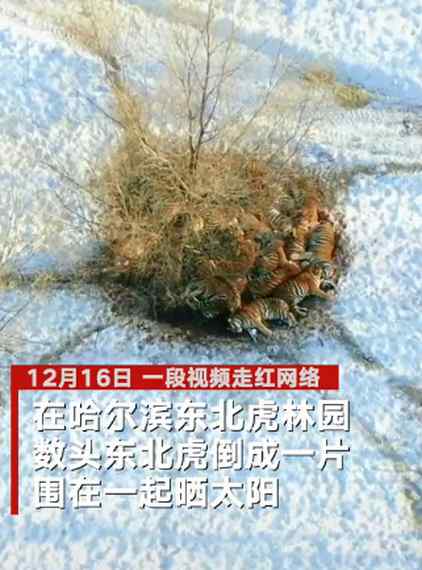 東北虎也扛不住哈爾濱的冷！航拍鏡頭下罕見一幕曝光