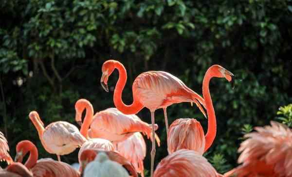 上海野生動(dòng)物園旅游攻略 2020上海野生動(dòng)物園門(mén)票交通及游玩攻略