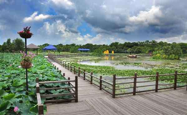 南沙濕地公園 2020南沙濕地公園門票交通及游玩攻略