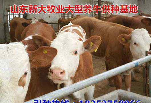 最新肉牛市場價格 佳木斯肉牛市場價格：