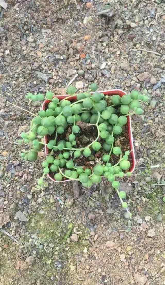 最便宜的多肉植物 家里多肉植物太多擺地攤?cè)ベu，10元7盆太便宜了