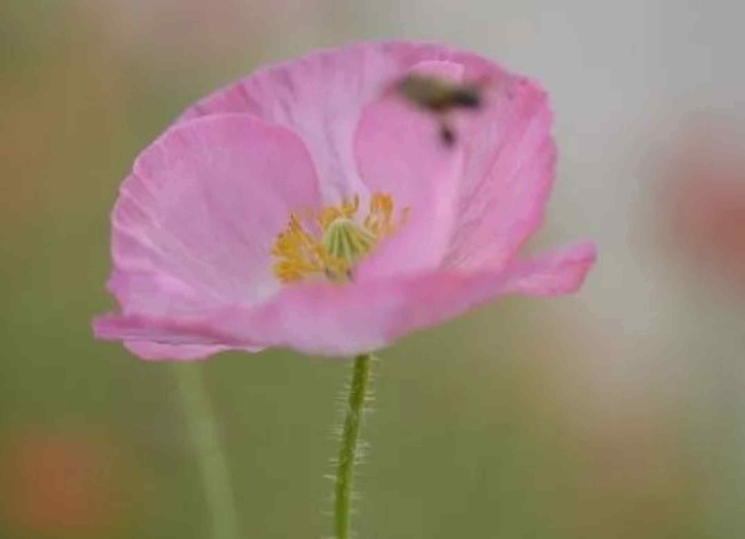 蜂室花 常見粉色系花草