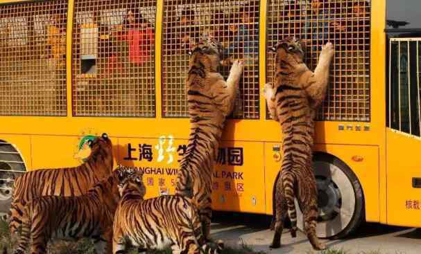 上海野生動(dòng)物園旅游攻略 2020上海野生動(dòng)物園門(mén)票交通及游玩攻略