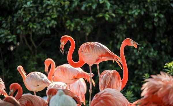 上海野生動物園旅游攻略 2020上海野生動物園門票交通及游玩攻略