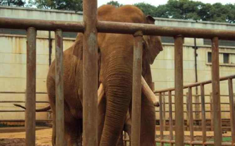 昆明動物園 2020昆明動物園旅游攻略 昆明動物園景點介紹