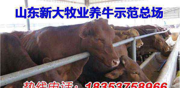 最新肉牛市場價格 佳木斯肉牛市場價格：