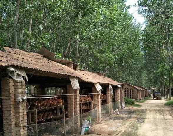 雞舍 雞舍的搭建與飼養(yǎng)，其實(shí)很多人一直都做錯(cuò)了