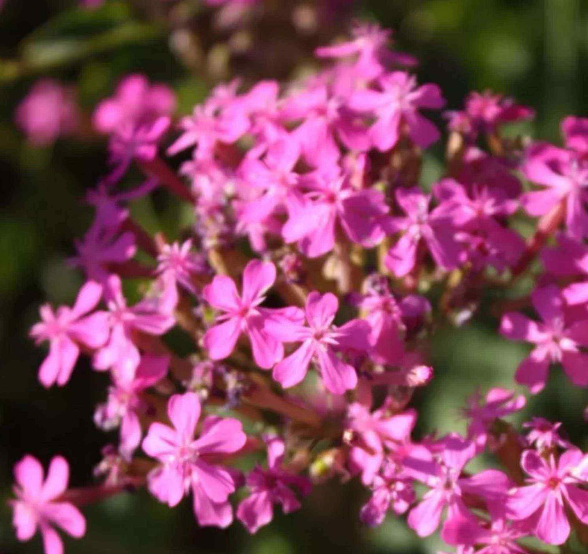 蜂室花 常見粉色系花草