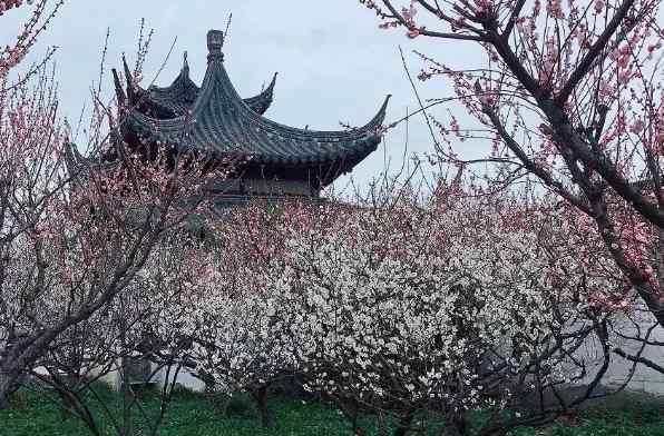 蘇州賞梅 蘇州賞梅好去處 2019蘇州賞梅地點+票價