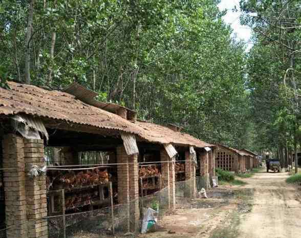 雞舍 雞舍的搭建與飼養(yǎng)，其實很多人一直都做錯了