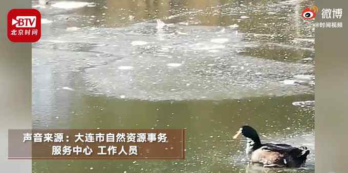 鴨子被公園湖面凍住 消防破冰救援 網(wǎng)友：太難了鴨