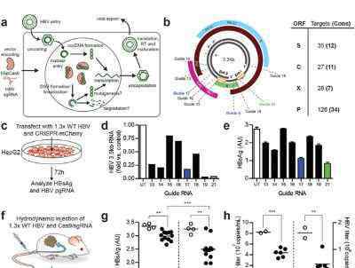 乙肝病毒DNA 基因編輯靶向“剪切”乙肝病毒 消除乙肝不是夢(mèng)