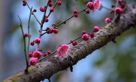 蘇州賞梅 蘇州賞梅好去處 2019蘇州賞梅地點+票價