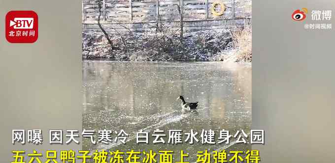 鴨子被公園湖面凍住 消防破冰救援 網(wǎng)友：太難了鴨