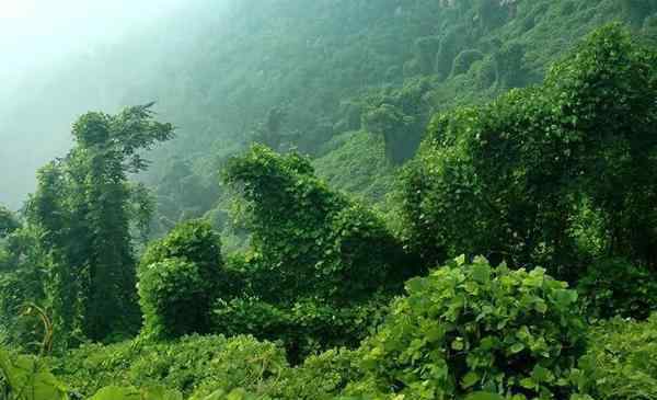 騰龍山 2020藤龍山旅游攻略 藤龍山門(mén)票價(jià)格